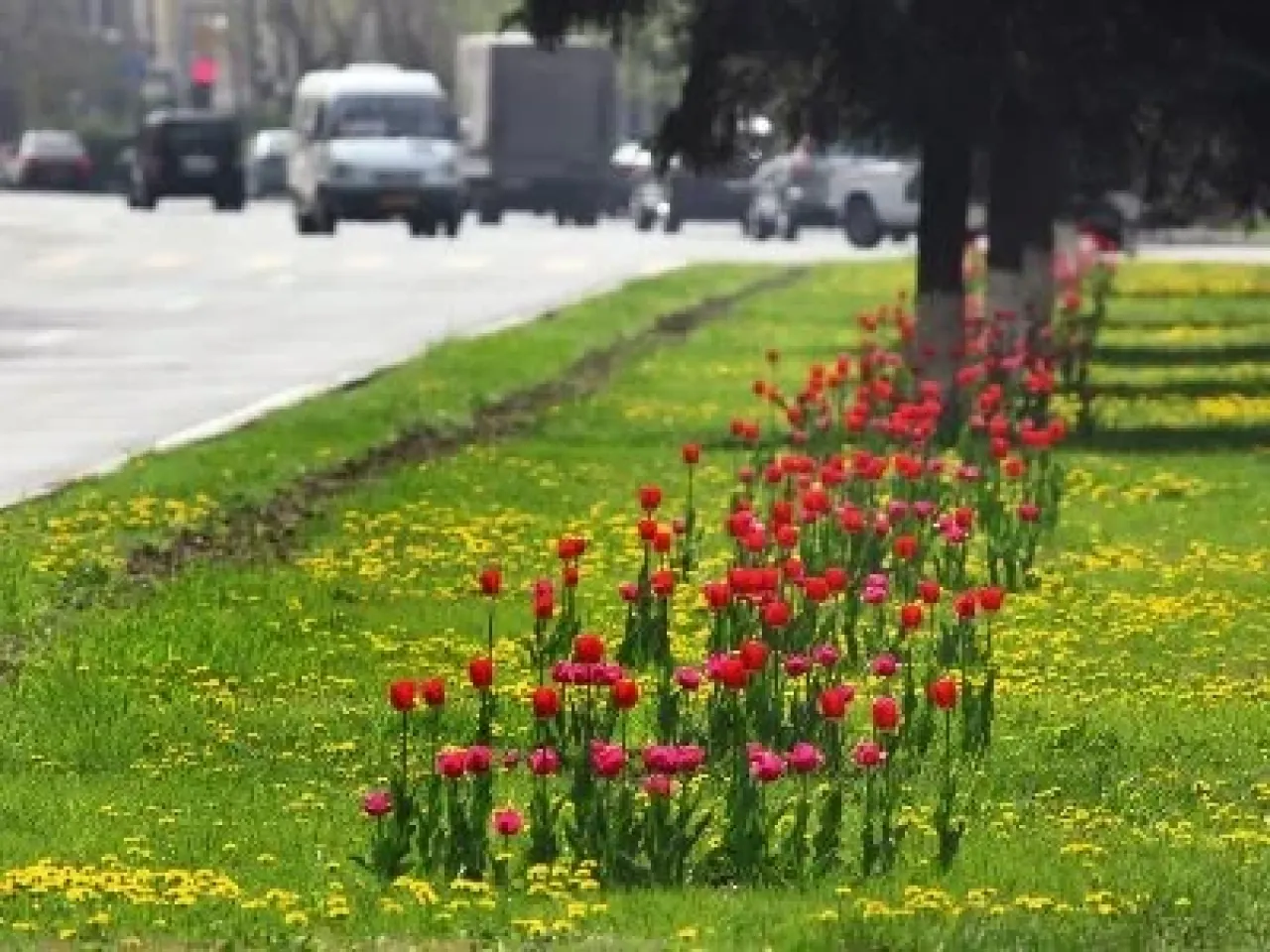 Վերջին 4 տարում 60 հա կանաչապատում. Սա ավելին է, քան նախորդող 22 տարիները միասին վերցրած. Ավինյան