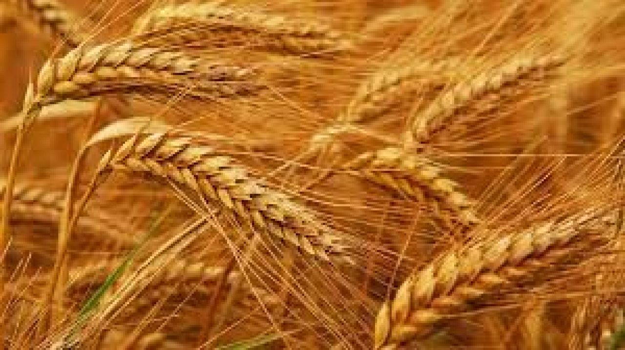 Շիրակի մարզում աշնանացան հացահատիկի ցանքատարածություններն ավելացել են 8300 հեկտարով