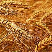 Շիրակի մարզում աշնանացան հացահատիկի ցանքատարածություններն ավելացել են 8300 հեկտարով