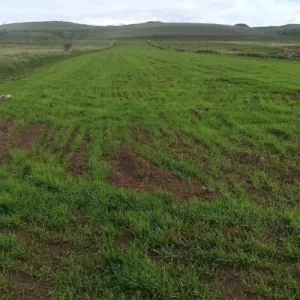 Գեղարքունիքի մարզում կատարվել է 12 հազար 230 հեկտար գարնանացան