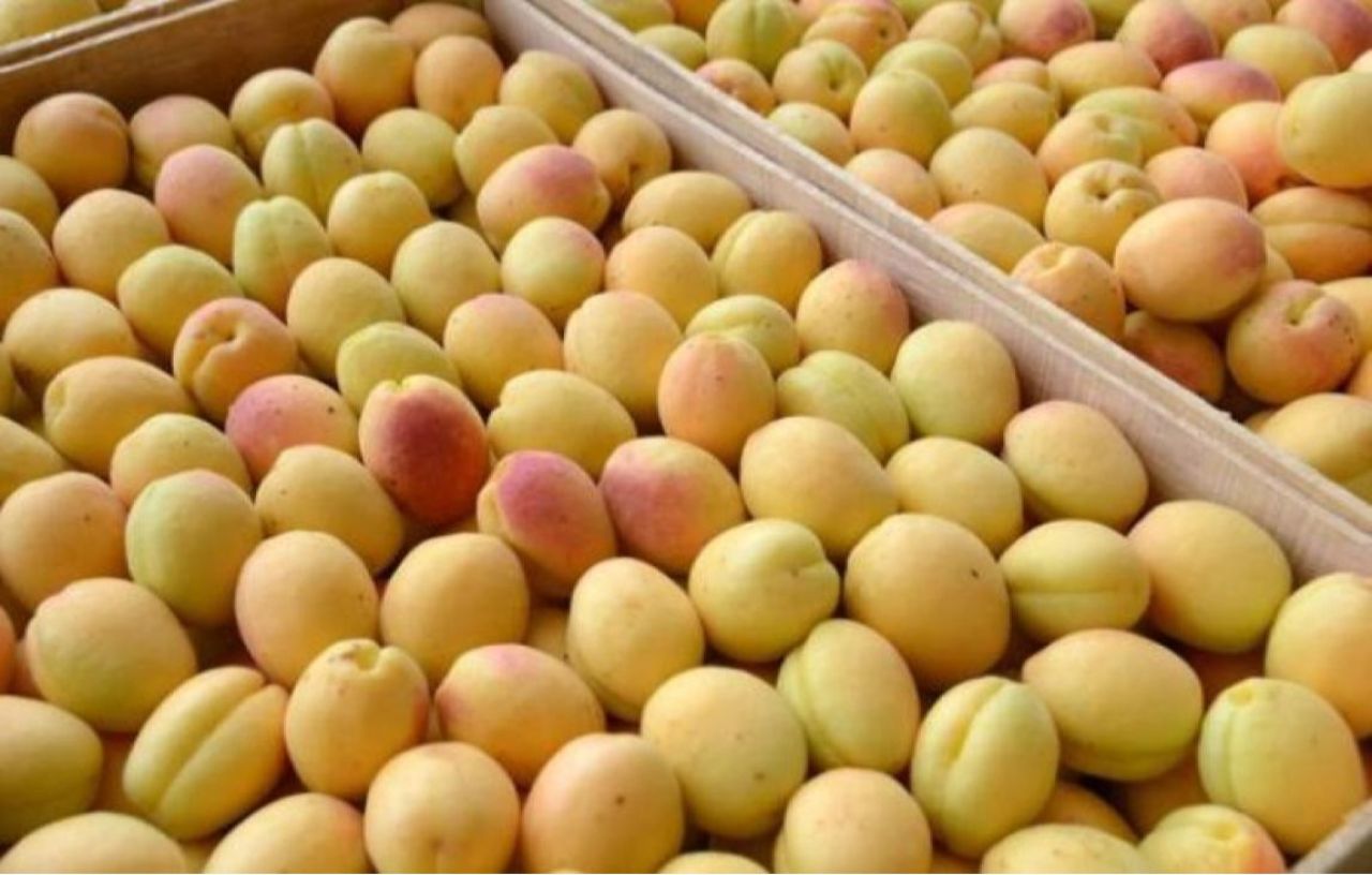 Հայ և լեհ գործարարների բանակցությունների արդյունքում հայկական ծիրանով բեռնված 20 բեռնատար մեքենաներ կմեկնեն Լեհաստան