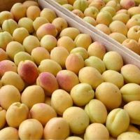 Հայ և լեհ գործարարների բանակցությունների արդյունքում հայկական ծիրանով բեռնված 20 բեռնատար մեքենաներ կմեկնեն Լեհաստան