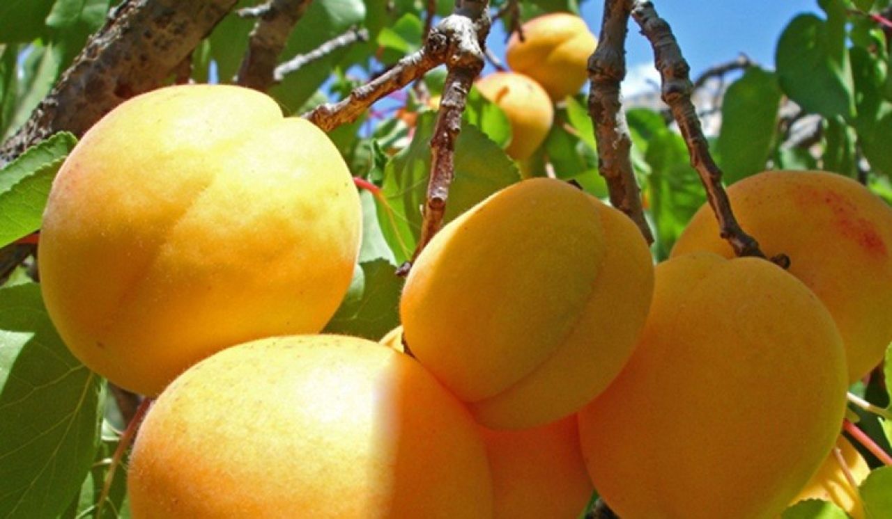 Հունիսի 19-21-ը արտահանվել է 371 տոննա ծիրան
