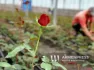 Ջերմատնային տնտեսությունների աջակցության ծրագրով ջերմատան կառուցման ժամկետը նախատեսվում է երկարացնել մինչև 2 տարի