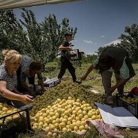 74.5% անկում. Հայկական գյուղմթերքի արտահանման ճգնաժամի համակարգային պատճառները. Տիգրան Դումիկյան