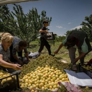 74.5% անկում. Հայկական գյուղմթերքի արտահանման ճգնաժամի համակարգային պատճառները. Տիգրան Դումիկյան