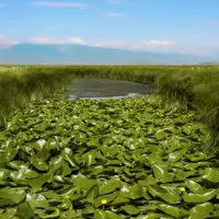 «Արփի լիճ» ազգային պարկում դեղին ջրաշուշանի ծաղկման շրջանն է