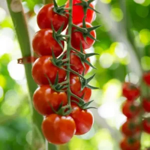 2026 թ․ առաջին կիսամյակում Վրաստանից արտահանվել է 1.9 միլիոն դոլարի լոլիկ․ հիմնական շուկան Հայաստանն է