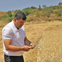 Նախկին անմշակ  հացահատիկային  ցանքատարածությունները վերականգնելու անհրաժեշտություն կա