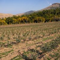 Լոռու մարզպետի տեղակալն այցելել է մարզի տարածքում գտնվող հապալասի ամենաընդարձակ այգին