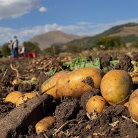 Լոռու մարզում կարտոֆիլի բերքահավաքը ակտիվ ընթացքի մեջ է